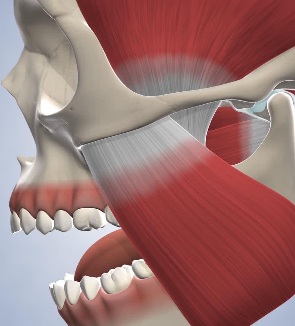 Illustration of human facial anatomy showing muscles and skull.